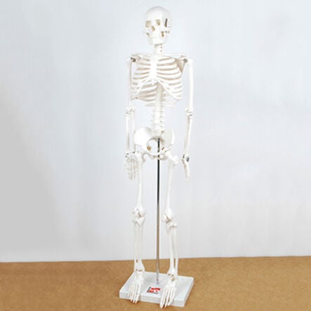 Boney Tony Half Sized Human Skeleton Model  hi\-res