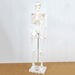 Boney Tony Half Sized Human Skeleton Model  hi\-res