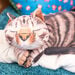 TTS Vibrating Weighted Lap Buddy  hi\-res