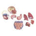 Human Body Anatomical Torso  hi\-res