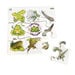 Frog, Duck, Butterfly and Tree Life Cycle Jigsaws  hi\-res