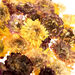 Dried Flowers Natural Collage Pack  hi\-res