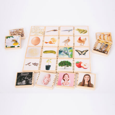 Wooden Life Cycle Tiles 24pk  hi\-res