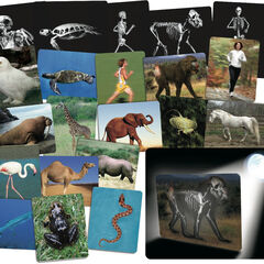 What's Inside Animals? A4 Picture Cards  hi-res
