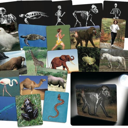 What\'s Inside Animals? A4 Picture Cards  hi\-res