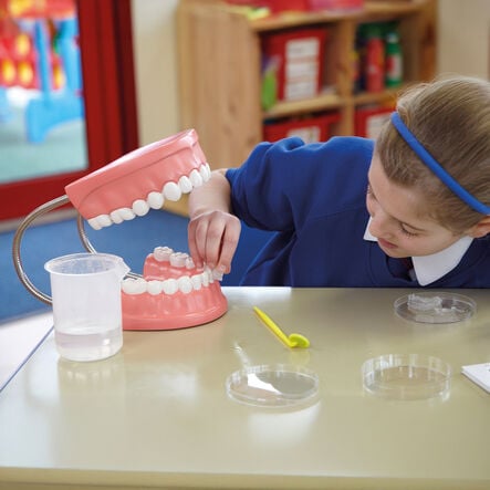 Set of Teeth Model  hi\-res