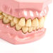 Teeth Dental Hygiene Model  hi\-res