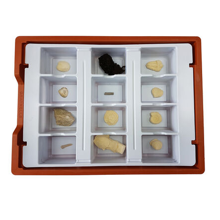 Class Fossils Collection  hi\-res