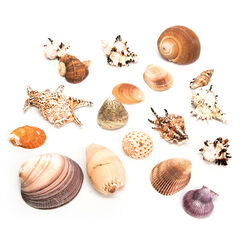 Basket of Sea Shells  hi-res