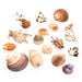Basket of Sea Shells  hi\-res