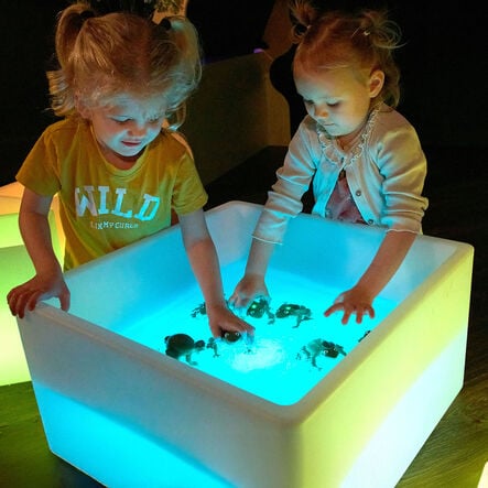 Terrific Talking Frogs  hi\-res