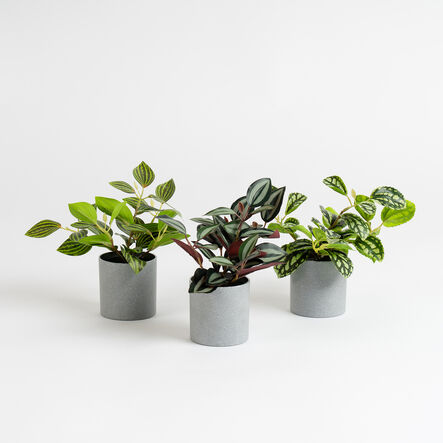 Artificial House Plants in Grey Pots 3pk  hi\-res
