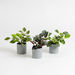 Artificial House Plants in Grey Pots 3pk  hi\-res