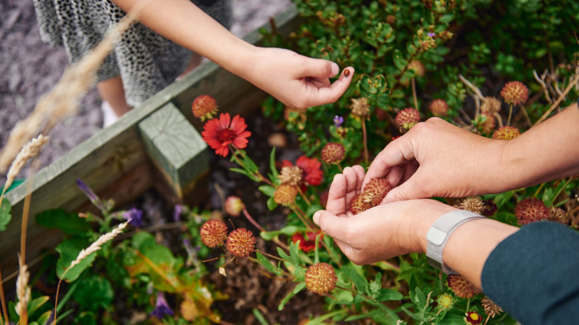 Observing the natural world