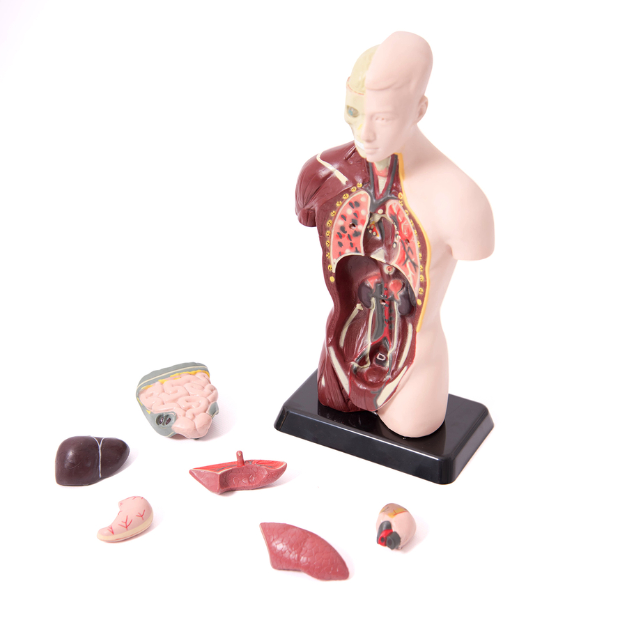 Quarter-Scale Anatomical Torso  hi-res