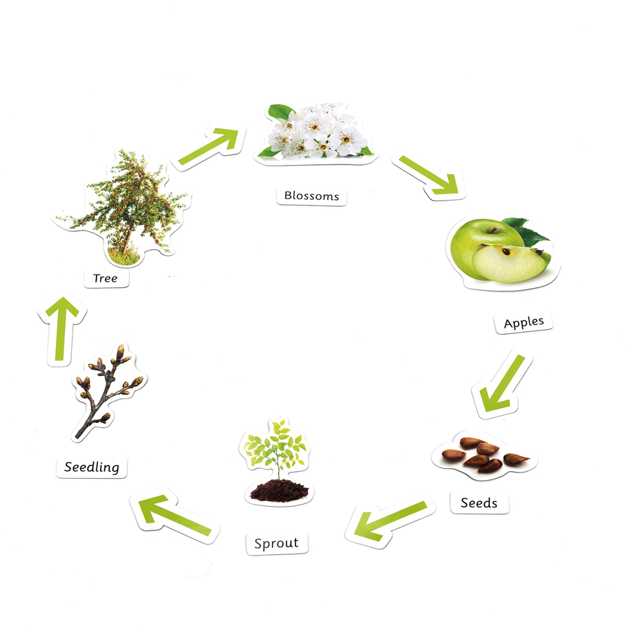 Plant Germination Videos For Kids Plant Germination Videos For Kids