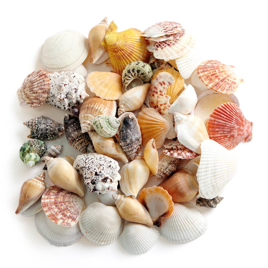 Assorted Sea Shells 800g  hi-res