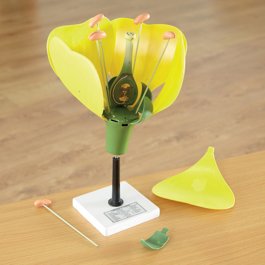 3D Flower Model With Detachable Parts  hi-res