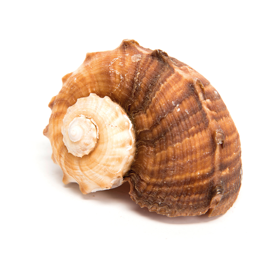 Basket of Sea Shells, Mixed Natural Mater